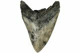 Fossil Megalodon Tooth - South Carolina #168225-1